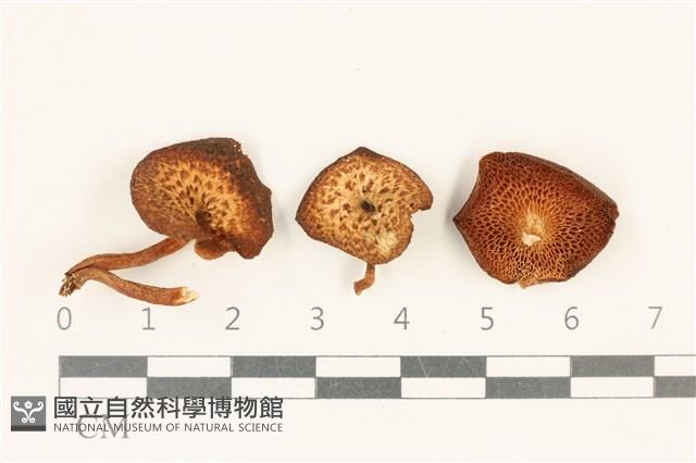 登錄號:F0037141藏品圖，第1張