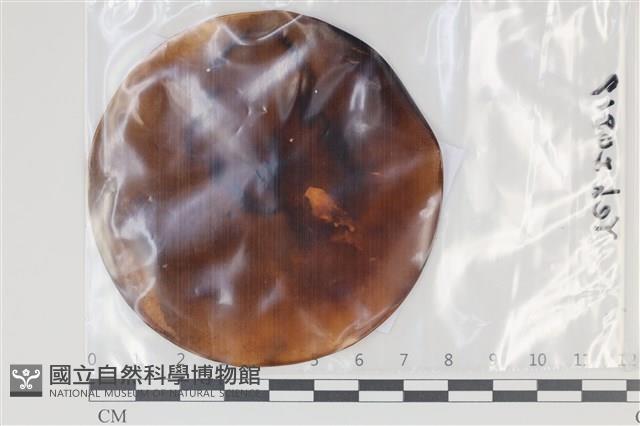 登錄號:F0035141藏品圖，第1張