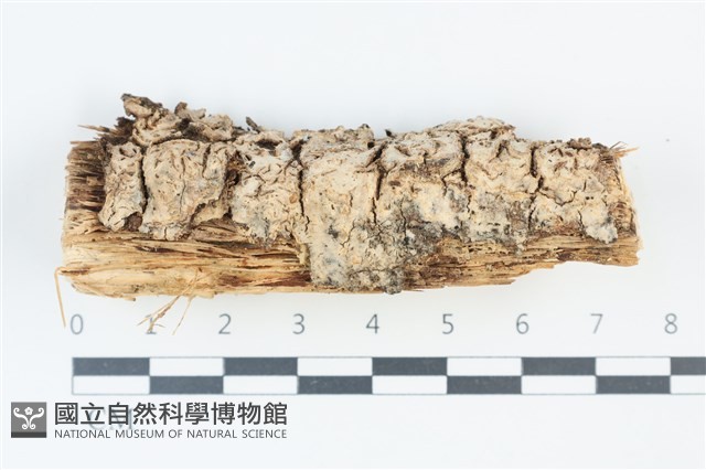 絲皮菌屬藏品圖，第1張