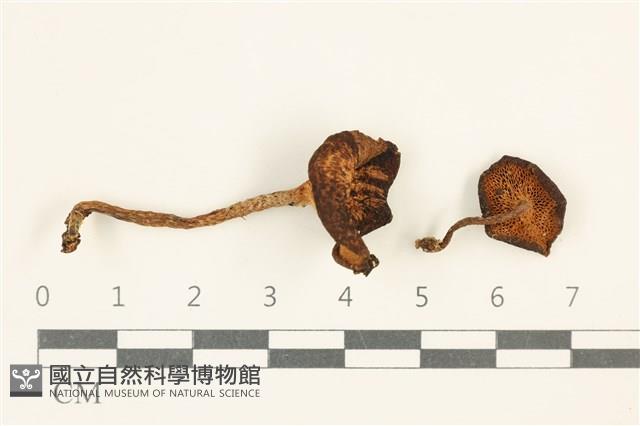 登錄號:F0038041藏品圖，第1張