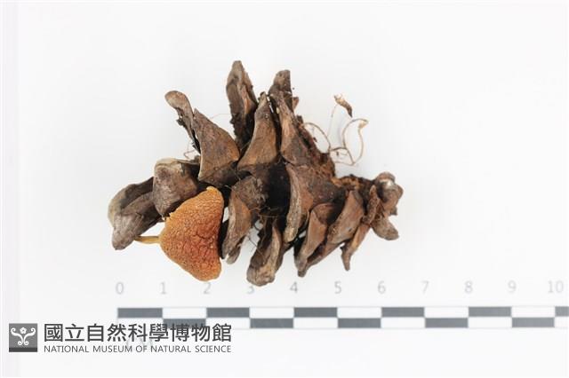 登錄號:F0036041藏品圖，第1張