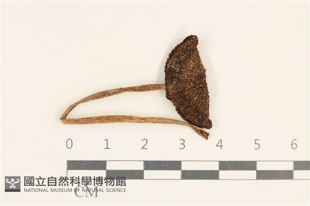 鬼傘屬藏品圖，第1張