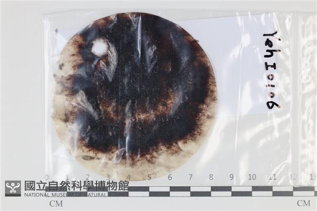 登錄號:F0035041藏品圖，第1張