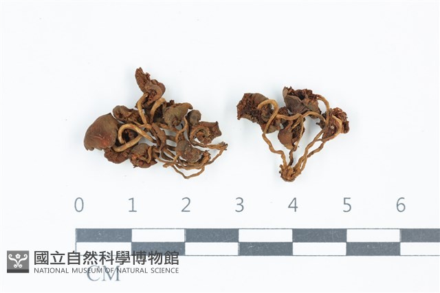 登錄號:F0039041藏品圖，第1張
