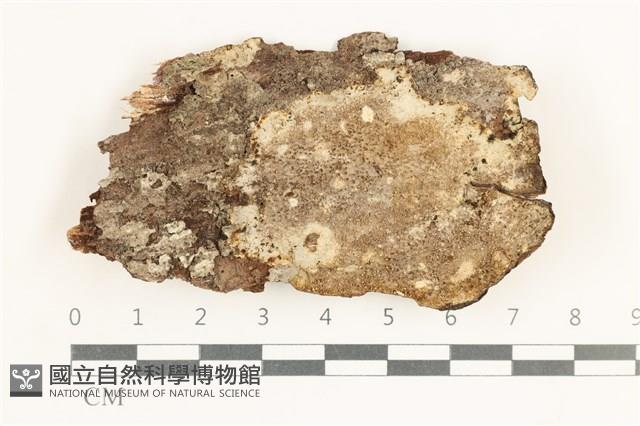 登錄號:F0038341藏品圖，第1張