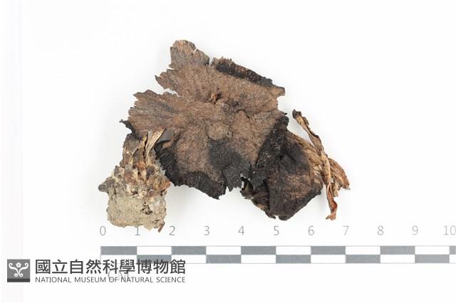 登錄號:F0036341藏品圖，第1張