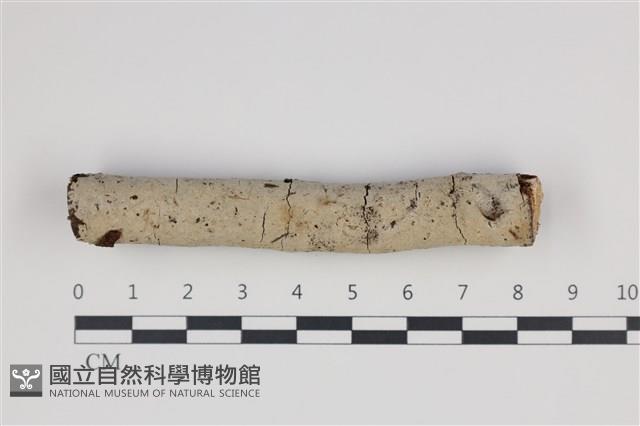 剛毛絲皮菌藏品圖，第1張