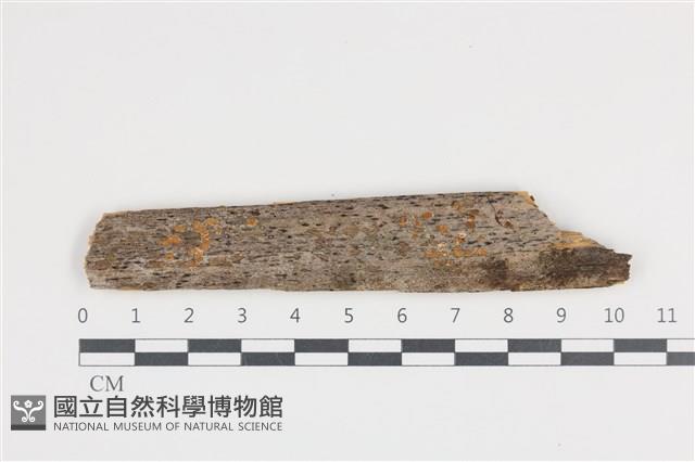 登錄號:F0036291藏品圖，第1張
