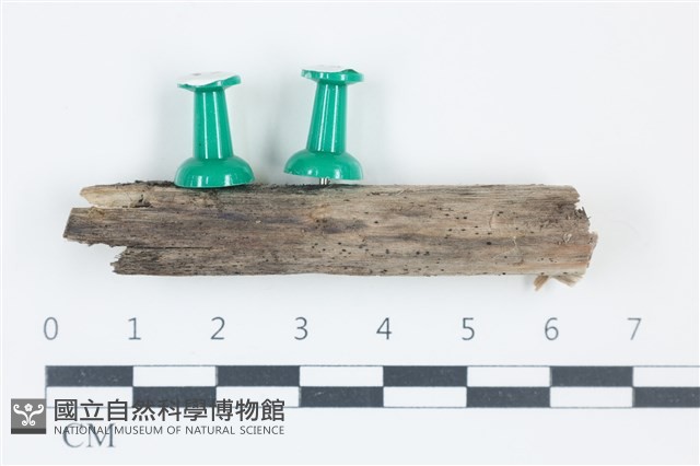 登錄號:F0038891藏品圖，第1張