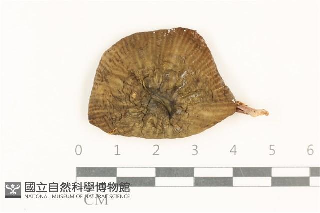 小皮傘屬藏品圖，第1張