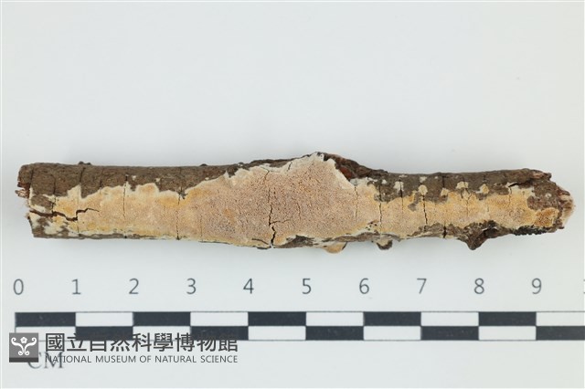 登錄號:F0038991藏品圖，第1張