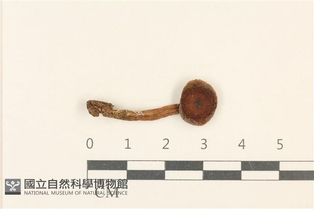登錄號:F0036991藏品圖，第1張