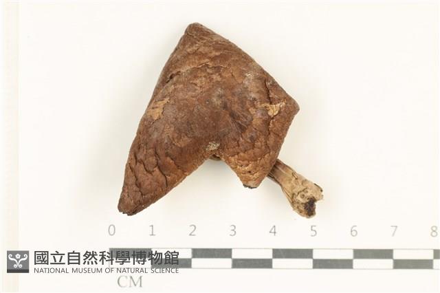 登錄號:F0037991藏品圖，第1張