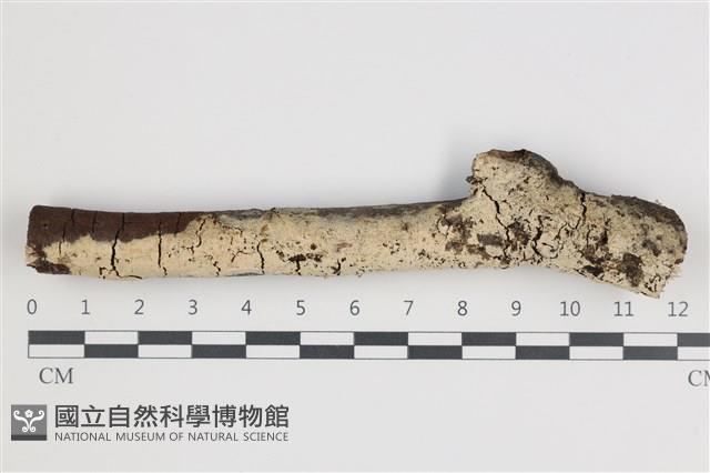 登錄號:F0035991藏品圖，第1張