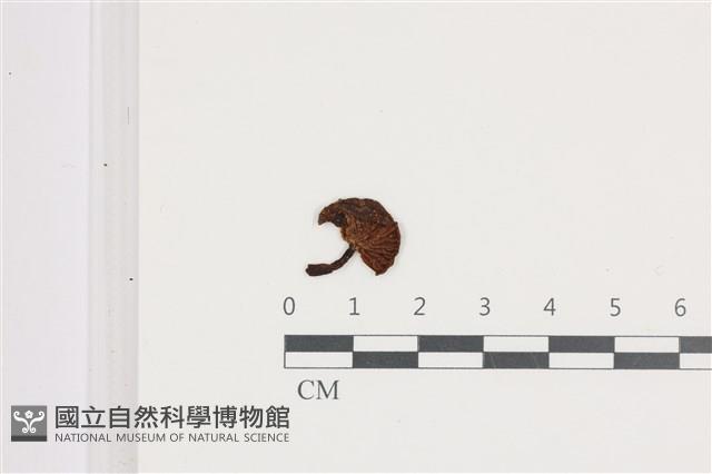 登錄號:F0036691藏品圖，第1張