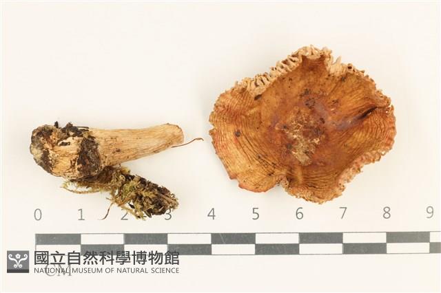 紅菇屬藏品圖，第1張