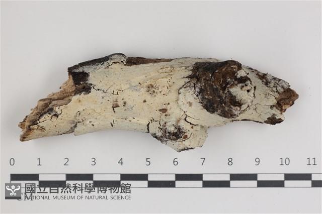 登錄號:F0035691藏品圖，第1張