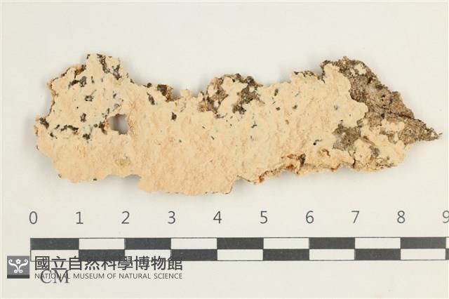 登錄號:F0038491藏品圖，第1張