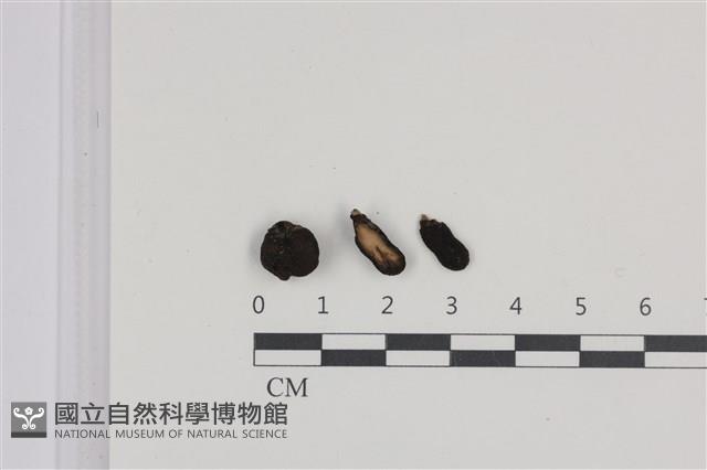 登錄號:F0036491藏品圖，第1張