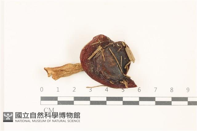 登錄號:F0037491藏品圖，第1張