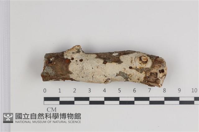 登錄號:F0035491藏品圖，第1張