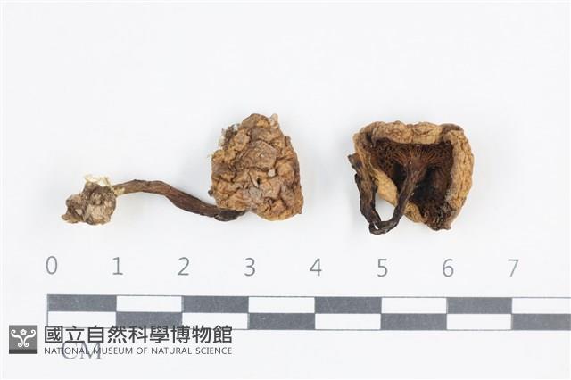 登錄號:F0038791藏品圖，第1張