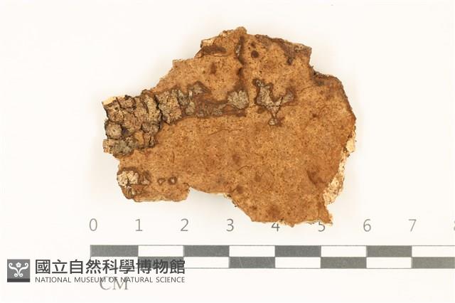 登錄號:F0036791藏品圖，第1張