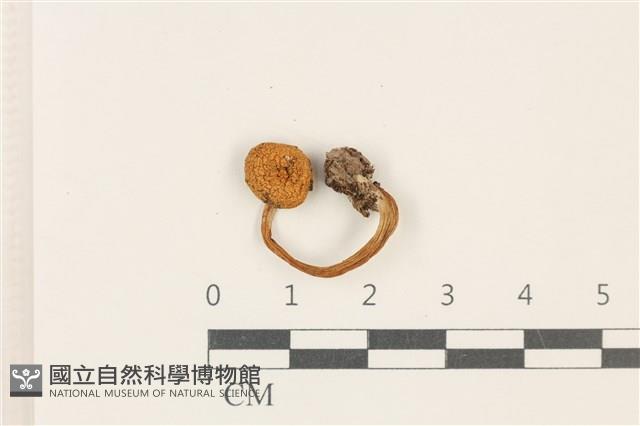 登錄號:F0037791藏品圖，第1張