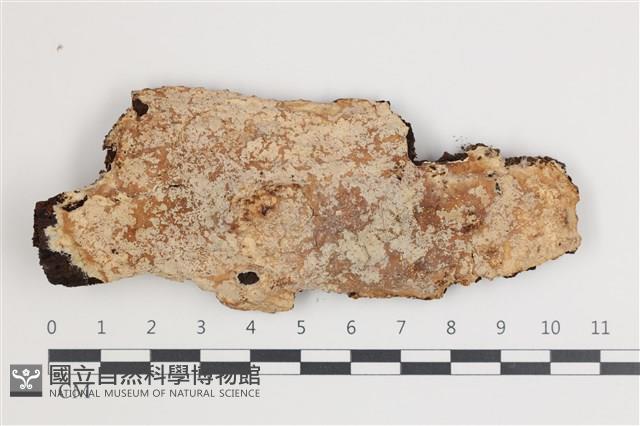 登錄號:F0035791藏品圖，第1張