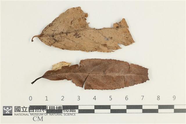 登錄號:F0038591藏品圖，第1張