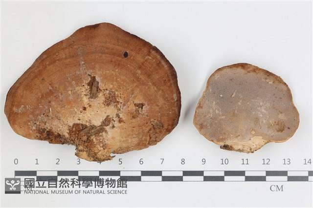 登錄號:F0036591藏品圖，第1張