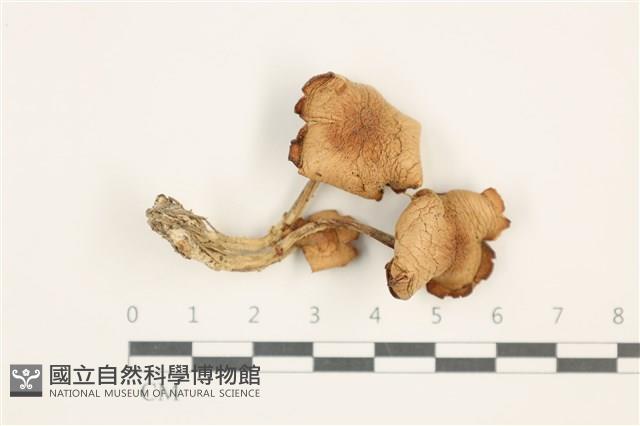 登錄號:F0037591藏品圖，第1張