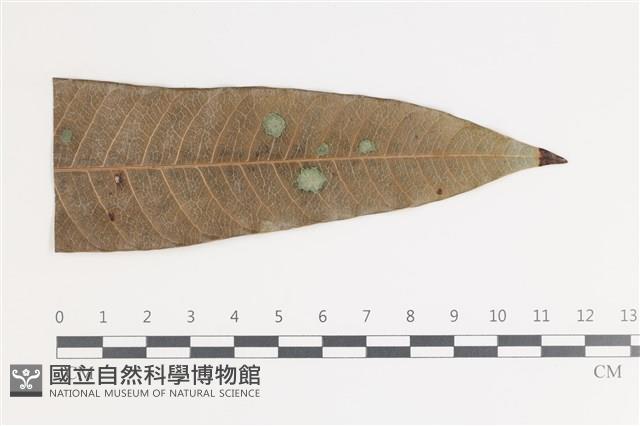 登錄號:F0035591藏品圖，第1張