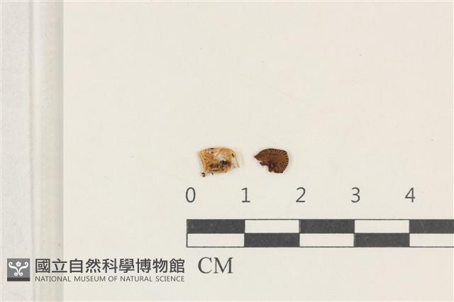 發光小菇藏品圖，第1張