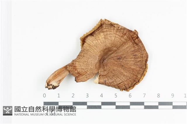 登錄號:F0036191藏品圖，第1張