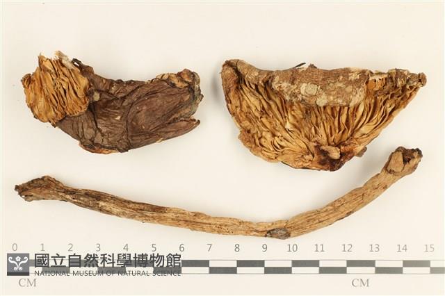 登錄號:F0037191藏品圖，第1張