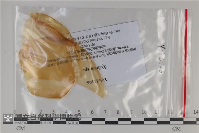 炭角菌屬藏品圖，第1張