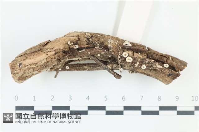 登錄號:F0039191藏品圖，第1張