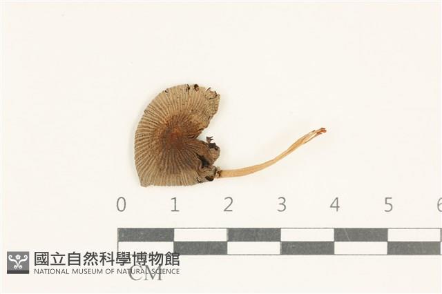 館號:F0038091藏品圖，第1張