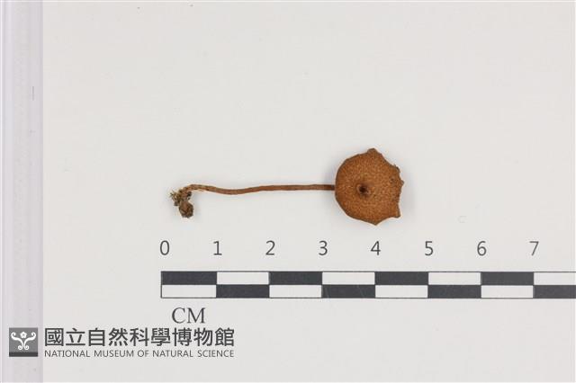 登錄號:F0036091藏品圖，第1張