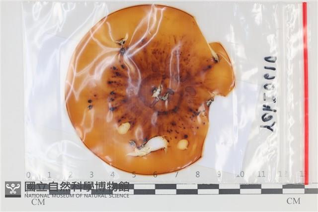 登錄號:F0035091藏品圖，第1張