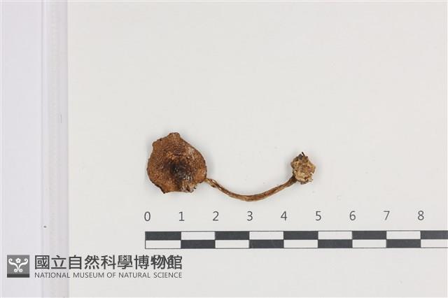 Accession Number:F0036391 Collection Image, Figure 1, Total 3 Figures