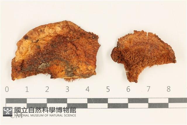 齒菌屬藏品圖，第1張