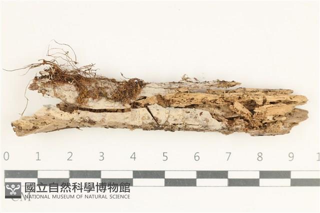 登錄號:F0038281藏品圖，第1張