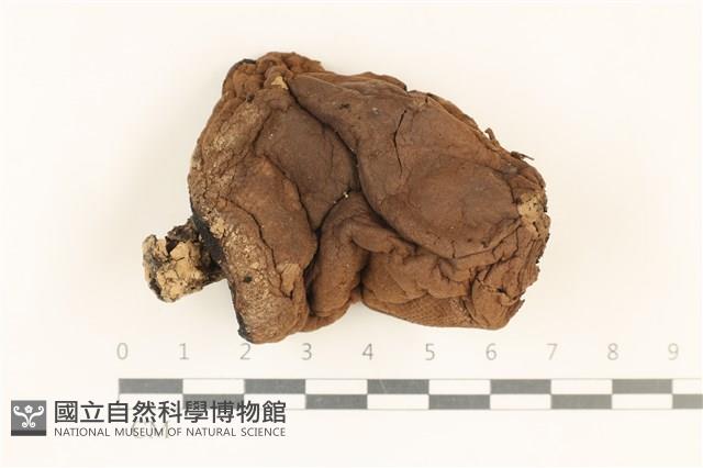 登錄號:F0037281藏品圖，第1張
