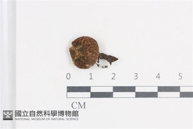 登錄號:F0038881藏品圖，第1張