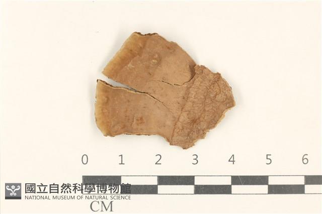 登錄號:F0017881藏品圖，第1張