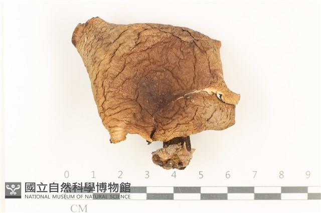 登錄號:F0037881藏品圖，第1張