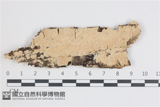 登錄號:F0035881藏品圖，第3張