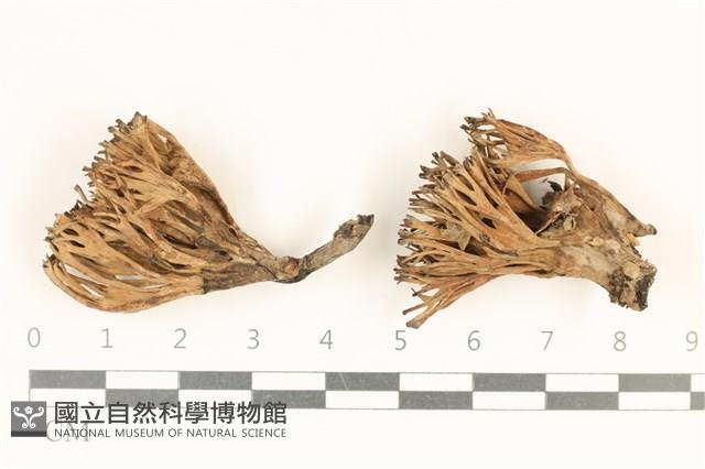 登錄號:F0036981藏品圖，第1張